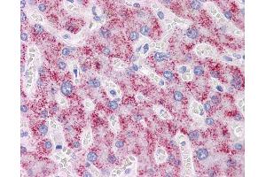 Anti-DAZ1 antibody IHC of human liver.