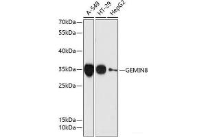 GEMIN8 抗体