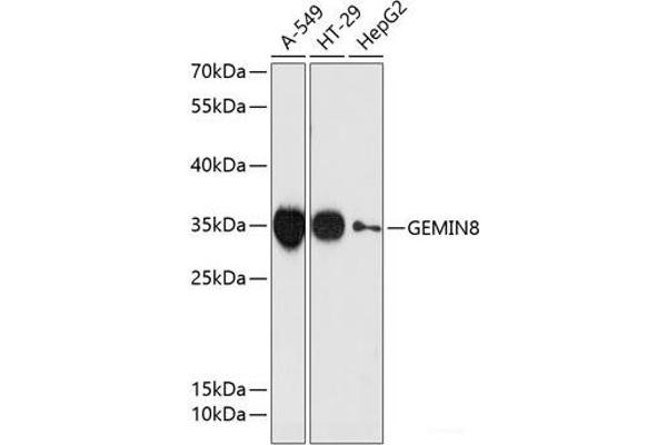 GEMIN8 抗体