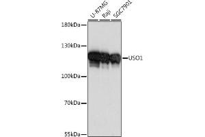 Western blot analysis of extracts of various cell lines, using USO1 antibody (ABIN7271235) at 1:1000 dilution. (USO1 anticorps  (AA 663-962))