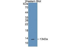 Western blot analysis of recombinant Rat TFF1. (TFF1 anticorps  (AA 1-81))