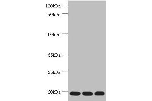 Western blot All lanes: Thioredoxin, mitochondrial antibody at 3 μg/mL Lane 1: Mouse liver tissue Lane 2: Rat brain tissue Lane 3: Mouse kidney tissue Secondary Goat polyclonal to rabbit IgG at 1/10000 dilution Predicted band size: 18 kDa Observed band size: 18 kDa (TXN2 anticorps  (AA 1-166))