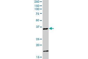 CAMLG MaxPab rabbit polyclonal antibody.