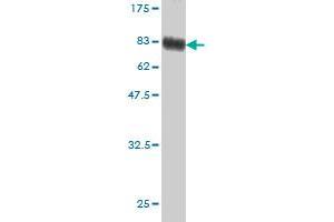 Western Blot detection against Immunogen (80.