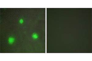 Peptide - +Immunofluorescence analysis of A549 cells, using FOXH1 antibody. (FOXH1 anticorps  (Internal Region))
