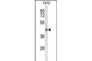 Western blot analysis of CLN5 Antibody (N-term) (ABIN652860 and ABIN2842559) in T47D cell line lysates (35 μg/lane). (CLN5 anticorps  (N-Term))