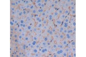 #VALUE! (Signaling Lymphocytic Activation Molecule Family, Member 5 (AA 32-222) anticorps)