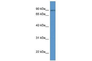 SPIRE2 antibody (70R-10052) used at 0. (SPIRE2 anticorps  (N-Term))