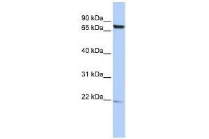 C7ORF38 antibody used at 1 ug/ml to detect target protein.