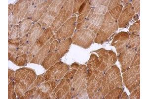 Image no. 1 for anti-Heat Shock Transcription Factor 2 Binding Protein (HSF2BP) (AA 1-259) antibody (ABIN1501895)