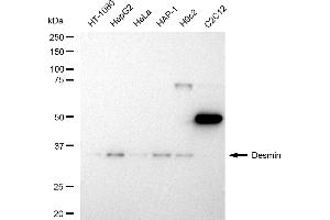 Western blotting analysis using Desmin antibody (ABIN7798314). (Recombinant Desmin anticorps)
