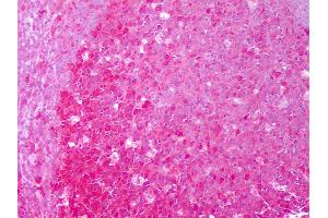 Anti-HSP90AA / HSP90 Alpha antibody IHC of human tonsil, germinal center.