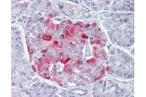 Anti-PCSK1 antibody IHC of human pancreas.