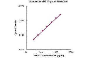 ELISA image for Receptor tyrosine-protein kinase erbB-2 (ErbB2/Her2) ELISA Kit (ABIN3198529) (ErbB2/Her2 Kit ELISA)