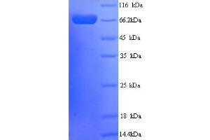 SDS-PAGE (SDS) image for Protein tyrosine Phosphatase, Receptor Type, N Polypeptide 2 (PTPRN2) (AA 22-615) protein (His tag) (ABIN5714444)
