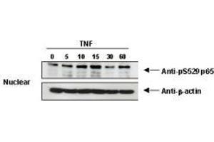Image no. 1 for anti-Nuclear Factor-kB p65 (NFkBP65) (pSer276) antibody (ABIN1103942) (NF-kB p65 anticorps  (pSer276))