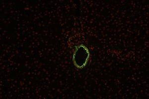 anti-Keratin 19 (KRT19) antibody