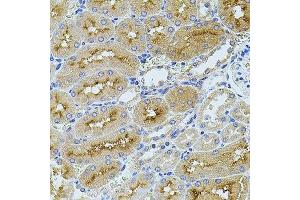 Immunohistochemistry of paraffin-embedded rat kidney using TEFM antibody. (TEFM anticorps  (AA 36-210))