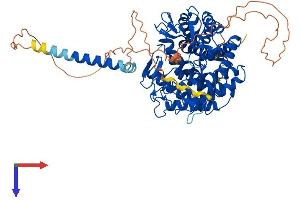 AlphaFold protein structure predicition of Mouse Recombinant Man1b1 Protein, UniprotID A2AJ15