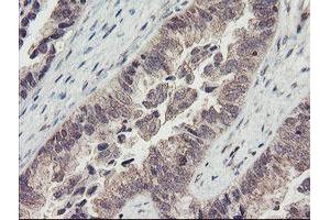 Image no. 3 for anti-RNA Binding Protein with Multiple Splicing (RBPMS) antibody (ABIN1500647)