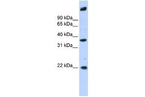 Western Blotting (WB) image for anti-Single Stranded DNA Binding Protein 3 (SSBP3) antibody (ABIN2459883) (SSBP3 anticorps)