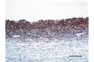 Immunohistochemistry image of VEGF Staining in paraffin sections of bovine follicles.