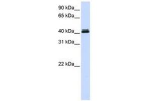 Image no. 1 for anti-Calcium Activated Nucleotidase 1 (CANT1) (AA 324-373) antibody (ABIN6741151) (CANT1 anticorps  (AA 324-373))