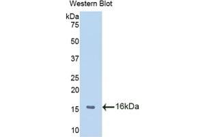 Detection of Recombinant MIF, Human using Polyclonal Antibody to Macrophage Migration Inhibitory Factor (MIF) (MIF anticorps  (AA 3-111))