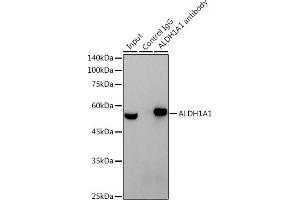 Immunoprecipitation analysis of 600 μg extracts of Mouse testis cells using 3 μg  antibody (ABIN7265531). (ALDH1A1 anticorps)