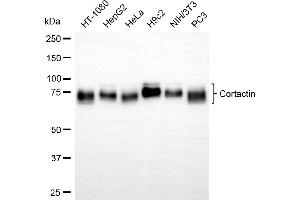 Western blotting analysis using cortactin antibody (ABIN7798159). (Recombinant Cortactin anticorps)