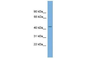 LUC7L antibody used at 0. (LUC7L anticorps  (N-Term))
