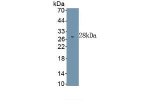 Detection of Recombinant LMNB1, Human using Anti-Lamin B1 (LMNB1) Monoclonal Antibody