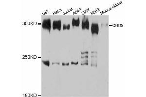Western blot analysis of extracts of various cell lines, using CHD9 antibody. (CHD9 anticorps  (AA 85-190))