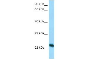 Host: Rabbit Target Name: Creg1 Antibody Dilution: 1. (CREG1 anticorps  (C-Term))