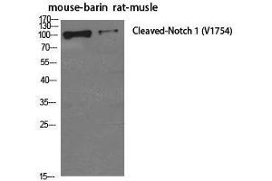 Western Blot analysis of Mouse brain, Rat musle using Cleaved-NOTCH1 (V1754) Polyclonal Antibody at dilution of 1:500. (Notch1 anticorps  (Cleaved-Val1754))