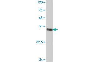 Western Blot detection against Immunogen (37 KDa) .