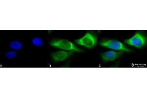 Immunocytochemistry/Immunofluorescence analysis using Mouse Anti-Hsp47 Monoclonal Antibody, Clone 1C4-1A6 . (SERPINH1 anticorps)