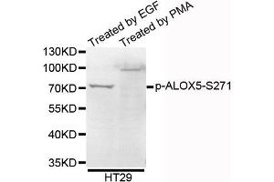 Western blot analysis of extracts of HT29 cells, using Phospho-ALOX5-S271 antibody.