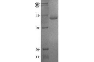 Validation with Western Blot (ACRV1 Protein (Transcript Variant 1) (His tag))