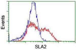 Image no. 3 for anti-Src-like-adaptor 2 (SLA2) antibody (ABIN1500946) (SLAP2 anticorps)