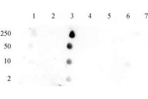 Histone H2B acetyl Lys12 pAb tested by dot blot analysis. (Histone H2B anticorps  (acLys12))