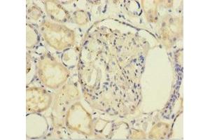 Immunohistochemistry of paraffin-embedded human kidney tissue using ABIN7154745 at dilution of 1:100 (GNB5 anticorps  (AA 1-353))