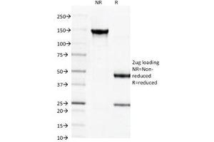 SDS-PAGE Analysis of Purified, BSA-Free Spectrin beta III Antibody (clone SPTBN2/1584). (Spectrin, Beta, Non-erythrocytic 2 (SPTBN2) (AA 356-475) anticorps)