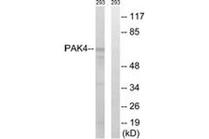 Western blot analysis of extracts from K562 cells, treated with PMA 125ng/ml 30', using PAK4/5/6 (Ab-474) Antibody. (PAK4 anticorps  (AA 441-490))