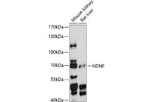 Western blot analysis of extracts of various cell lines, using NDNF antibody (ABIN7268877) at 1:1000 dilution. (NDNF anticorps  (AA 20-240))