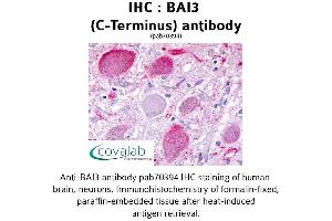 Image no. 1 for anti-Brain-Specific Angiogenesis Inhibitor 3 (BAI3) (C-Term) antibody (ABIN1732208) (BAI3 anticorps  (C-Term))