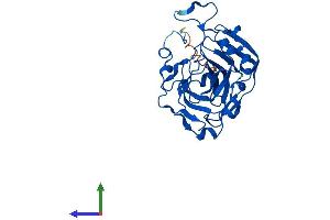AlphaFold protein structure predicition of Mouse Recombinant Ca8 Protein, UniprotID P28651