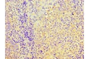 Immunohistochemistry of paraffin-embedded human tonsil tissue using ABIN7166903 at dilution of 1:100 (PDHX anticorps  (AA 1-300))