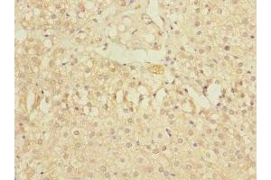 Immunohistochemistry of paraffin-embedded human adrenal gland tissue using ABIN7176531 at dilution of 1:100 (ZNF791 anticorps  (AA 1-250))