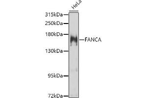 Western blot analysis of extracts of HeLa cells, using FANCA antibody (ABIN6127890, ABIN6140469, ABIN6140470 and ABIN6223595) at 1:1000 dilution.
